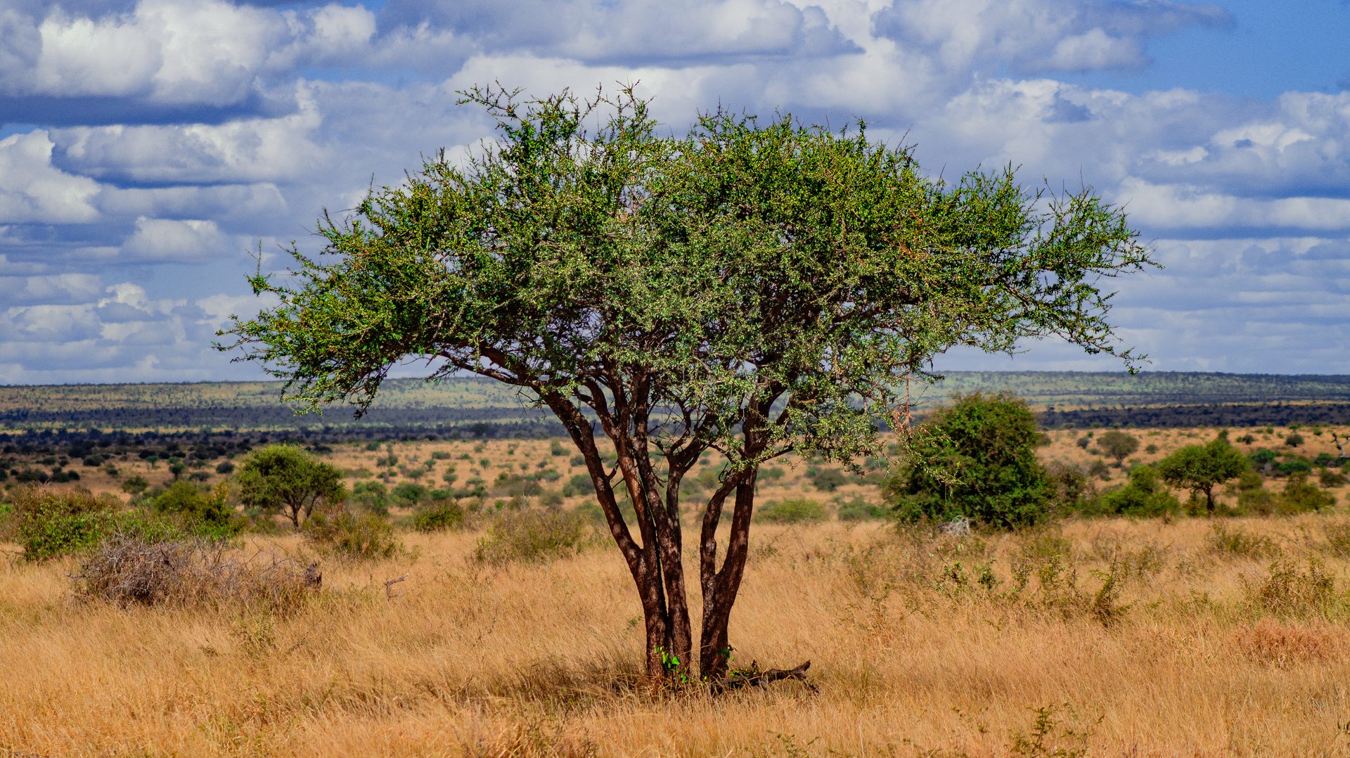 Baobabs in Mapungubwe